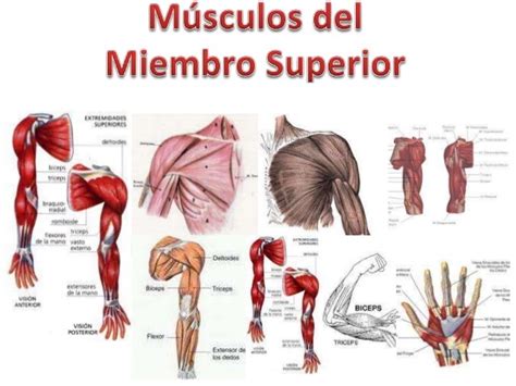 Músculos Del Miembro Superior Ecured