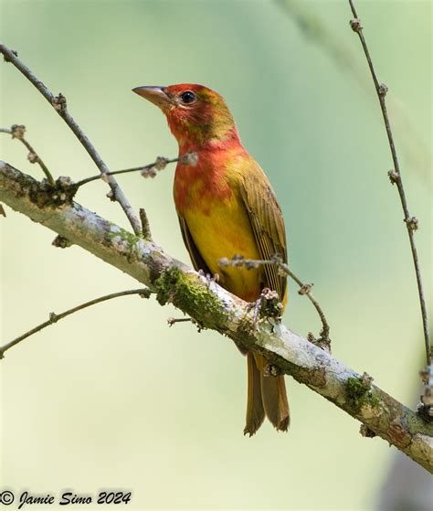 Summer Tanager Ironekilz Flickr