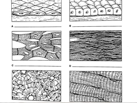 Anatomy Tissues Diagram Quizlet
