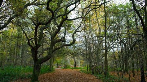 Hainault Forest Visiting Woods Woodland Trust