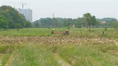 Foto Ini Kendala Kembangkan Food Estate Di Indonesia