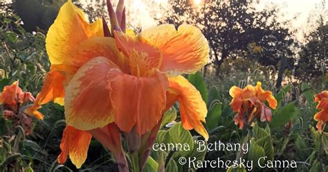 Karchesky Cannacanna Blog Canna Bethany