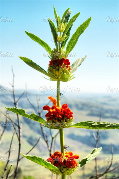 Flowering Dagga plant Stock Photo by ©photosky 25294425