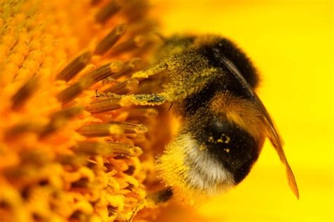 Premium Photo Close Up Of Bee On Yellow Flower