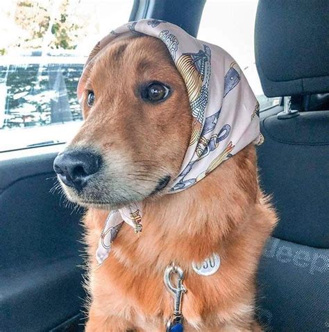 Babushka Dogs That Look Like Old Russian Ladies Dogs Cat Memes Cute