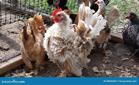 Frizzle Serama Rooster Stock Image Image Of Smallest 50650443