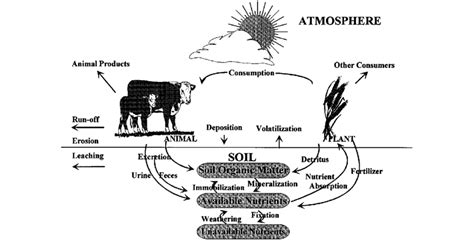 Simplified Illustration Of Ecosystem Level Nutrient Cycle After Download Scientific Diagram