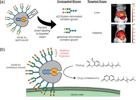 Figure 1 From Unlocking The Therapeutic Potential Of Artificial