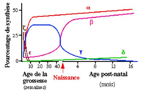 Succession Des Diverses Sous Unit S D H Moglobines Au Cours De La Vie