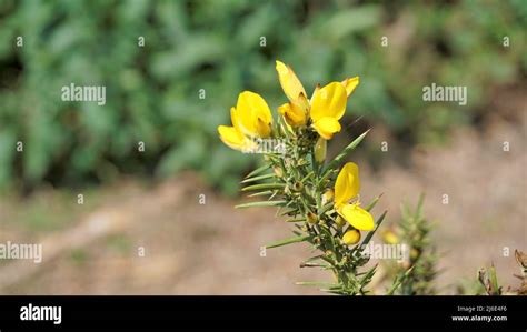 Beautiful Yellow Flowers Of Ulex Europaeus Also Known As Common Gorse