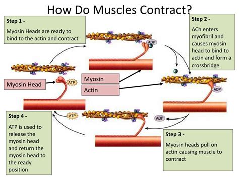 PPT - How Muscles Contract PowerPoint Presentation, free download - ID ...