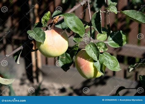 Red Apple Variety On The Fruiting Tree Garden Small Fruits On The Lush