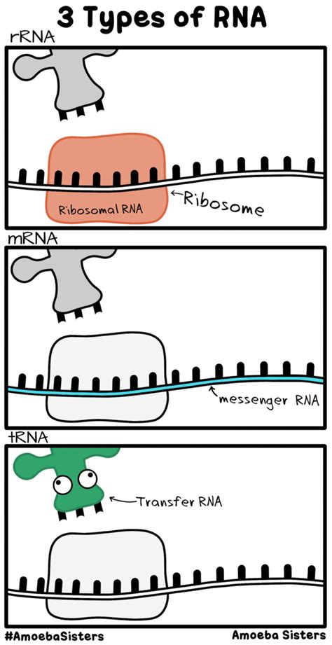 Three Types Of Rna Amoebas Science Biology Biology Lessons