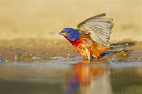 Painted Bunting Passerina Ciris Adult Male Editorial Stock Photo