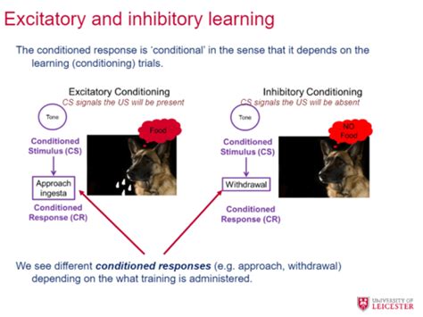 Classical Conditioning 11 Flashcards Quizlet