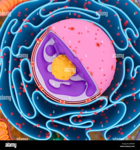 Cell Nucleus Illustration Stock Photo Alamy