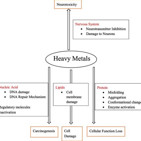 (PDF) Heavy metal pollution in the environment and their toxicological effects on humans