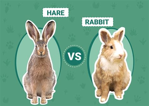 Hare Vs Rabbit The Differences With Pictures PangoVet