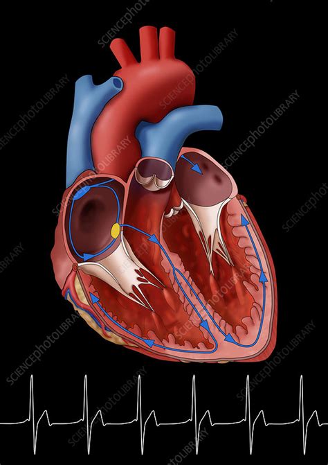 Normal Heart With Ekg Illustration Stock Image C0306608 Science