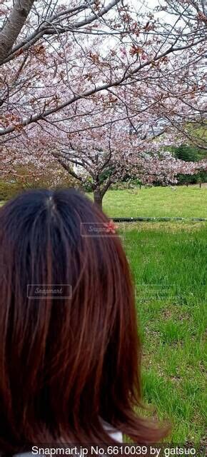 桜の散り始めの写真・画像素材[6610039] Snapmart（スナップマート）