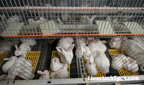 Complete Guide On How To Start A Rabbit Farming Business LivestockSpot