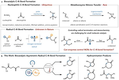 Biocatalytic Radical C N Bond Forming Reactions A Enzymatic C N Bond