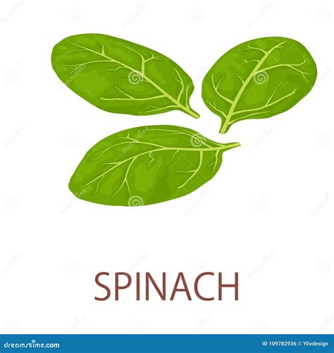 Spinach Icon Isometric Style Stock Vector Illustration Of Flora