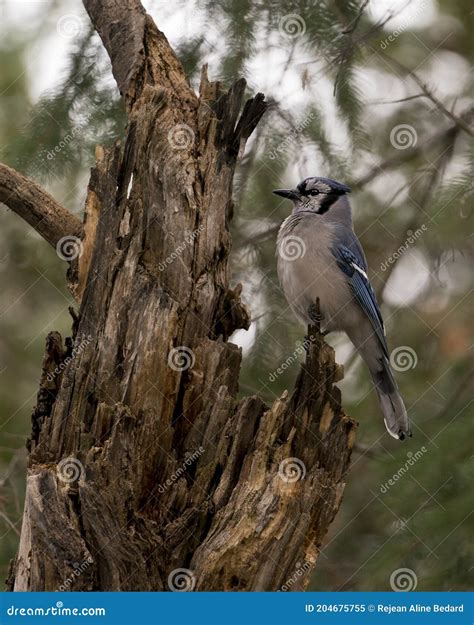 Blue Jay Photo Stock. Blue Jay Perched on a Branch with a Blur ...