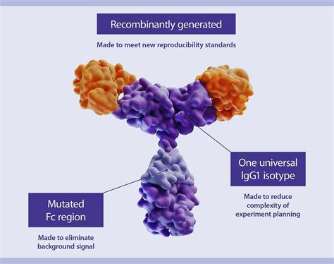 Antibody Structure And Their Use In Flow Cytometry Miltenyi Biotec