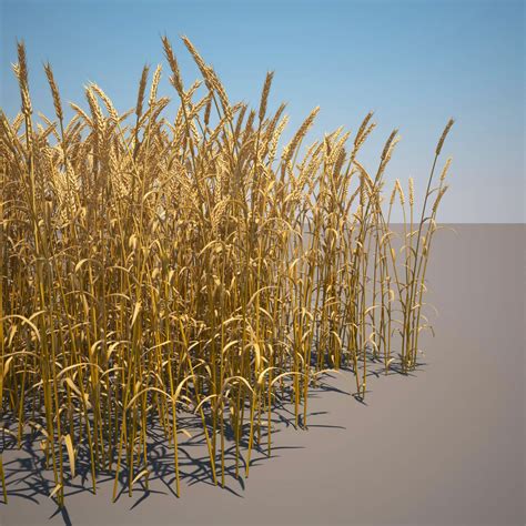 Common Wheat Field 3d Model 39 Fbx Max Obj Free3d