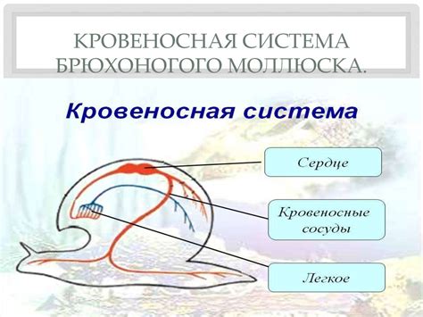 Кровеносная система дождевого червя - online presentation