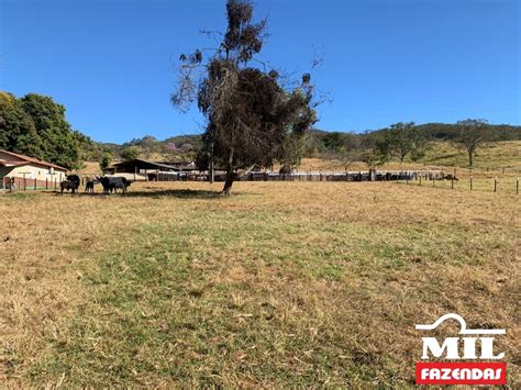 Mil Fazendas Fazenda para Pecuária São 98 Alqueires 474 hectares