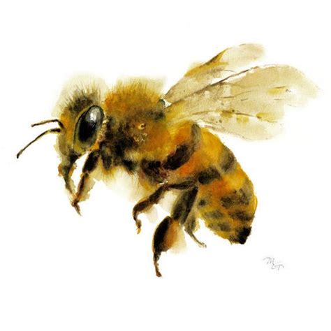 Honey Bee Watercolor Painting Giclee Print Nature Illustration Honey