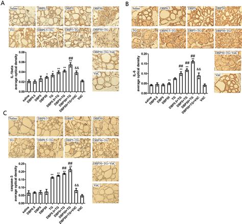 Pro Inflammatory And Apoptosis Factor A Immunohistochemistry And