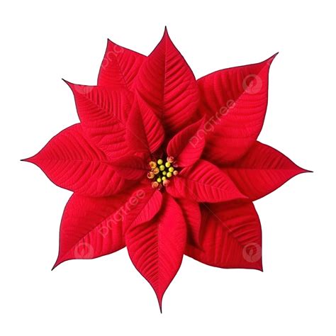 Flor De Nochebuena Roja PNG También Conocida Como Estrella De Navidad