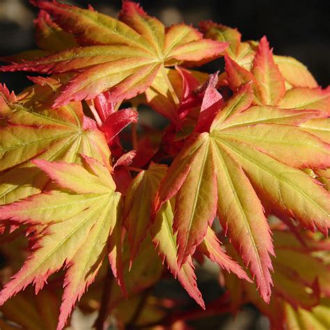 Acer Palmatum Orange Dream Japanese Maple Deciduous Potted Trees