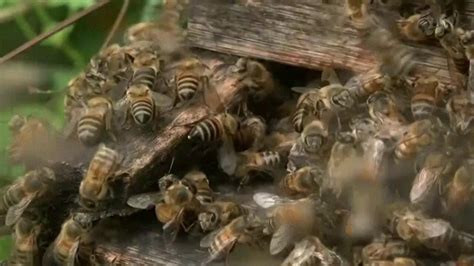 V Deo Olhar Em Pauta Morte De Abelhas Por Agrot Xicos Afeta