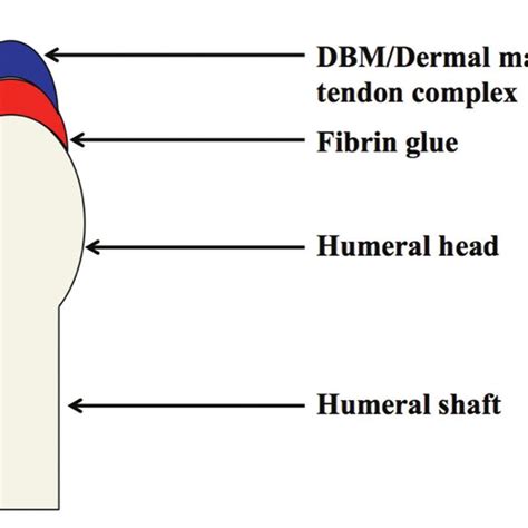 Supraspinatus Tendon Bone Interface With A A Cortical Demineralized Download Scientific