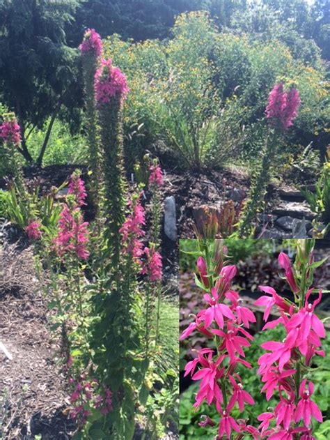 Cardinal Flowers An Easy To Grow Native Plant Delights Nursery Blog