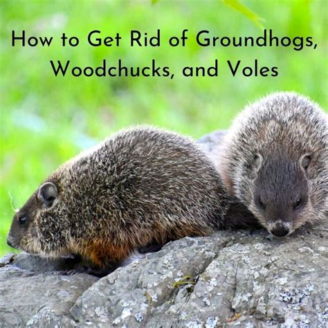 Get rid of groundhogs in garden and yard – Artofit