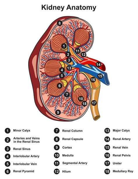 Diagrama Infogr Fico De Anatom A Renal Humana Ilustraci N Del Vector