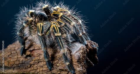 Grammostola Pulchripes Tarantula Chaco Golden Knee On Dark Blue