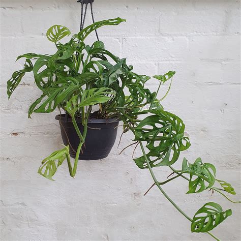 Monstera Adansonii Swiss Cheese Plant 20cm Pot Indoor Plants Plantsmith