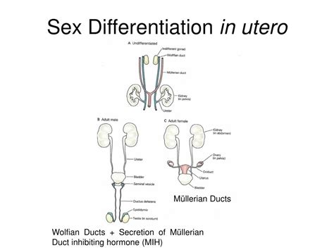 Ppt Sex Differentiation And Dimorphism Powerpoint Presentation Free Download Id2044870