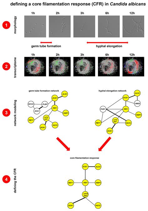 Pathogenic Biology Of Candida Species Leibniz Hki