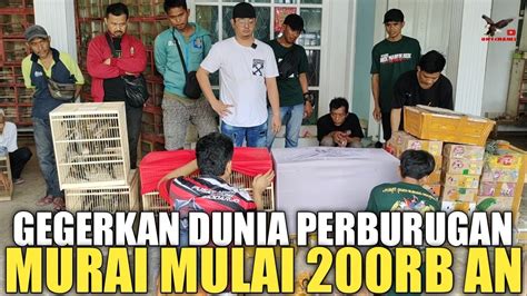 SULTAN MURAI BATU RIBUAN EKOR DI JUAL MULAI 200RB AN DAN GERATISAN