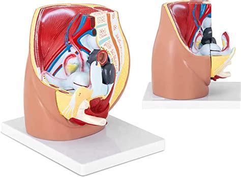 Unterrichtsmodell Fortpflanzungssystem Weibliches Becken Beckenh Hle 3D