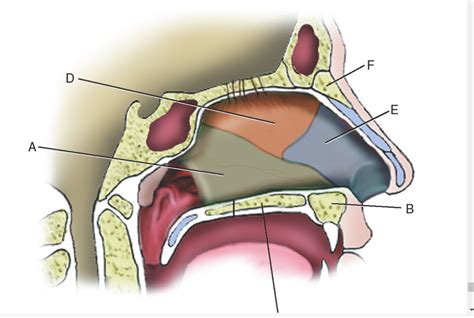 Cross Section Nasal Cavity Diagram Quizlet