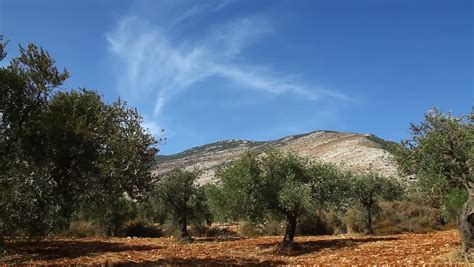 Olive Trees In An Orchard In Lower Galilee, Israel Stock Footage Video ...