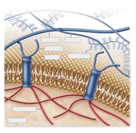 Chapter 4 The Extracellular Matrix Diagram Quizlet